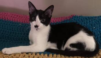 Maizey -  Domestic Short Hair Cat for Adoption in Pottstown, Pennsylvania - Maizey | PetCurious