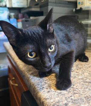 Tsvdatsi -  Domestic Short Hair Cat for Adoption in Asheville, North Carolina - Tsvdatsi | PetCurious