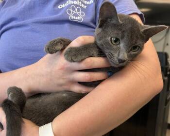 BOTT -  Domestic Short Hair Cat for Adoption in Olathe, Kansas - BOTT | PetCurious