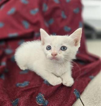 VINTER -  Domestic Short Hair Cat for Adoption in Dallas, Texas - VINTER | PetCurious