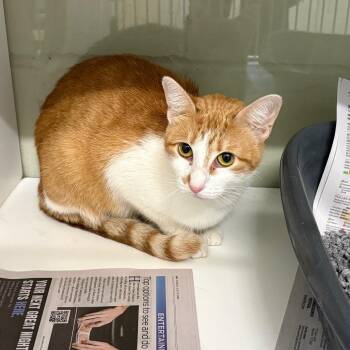 Princess Peach -  Domestic Short Hair Cat for Adoption in League City, Texas - Princess Peach | PetCurious