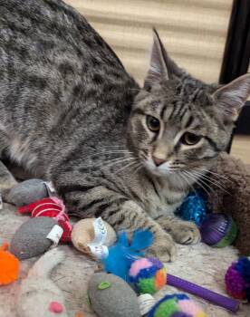Tabby Cats Available for Adoption - Willie | PetCurious