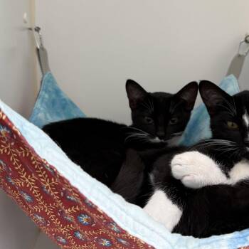 Jane -  Domestic Short Hair Cat for Adoption in Oakland, California - Jane | PetCurious
