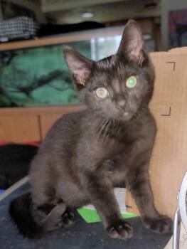 Rescue Domestic Short Hair Cats for Adoption in Springfield, Oregon - Teddy | PetCurious