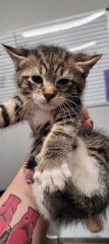 Sirius -  Domestic Long Hair and Domestic Short Hair Cat for Adoption in West Chester, Pennsylvania - Sirius | PetCurious