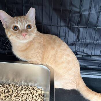 Karl -  Domestic Short Hair Cat for Adoption in Kerrville, Texas - Karl | PetCurious