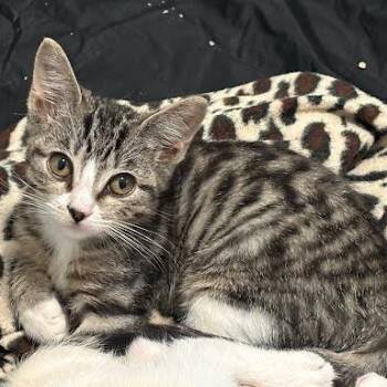 Jersey Devil -  Domestic Short Hair Cat for Adoption in South Elgin, Illinois - Jersey Devil | PetCurious