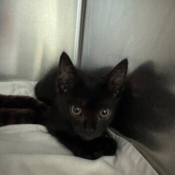 Yucca -  Domestic Short Hair Cat for Adoption in Columbus, Georgia - Yucca | PetCurious