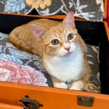 Tabby and Domestic Short Hair Cats Available for Adoption - Boots Mellow Kitty | PetCurious