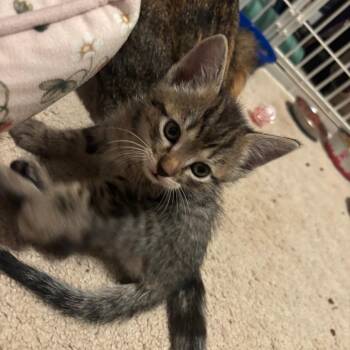 Domestic Short Hair Cats Available for Adoption in Madison, Wisconsin - Adzuki | PetCurious