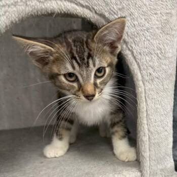 Spencer -  Domestic Short Hair Cat for Adoption in Falls Church, Virginia - Spencer | PetCurious
