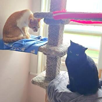 Skeezik and Minnie -  Domestic Short Hair Cat for Adoption in Guelph, Ontario - Skeezik And Minnie | PetCurious