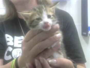 GABBY -  Domestic Short Hair Cat for Adoption in Albuquerque, New Mexico - GABBY | PetCurious