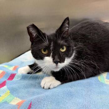 Celeste -  Domestic Short Hair Cat for Adoption in State College, Pennsylvania - Celeste | PetCurious