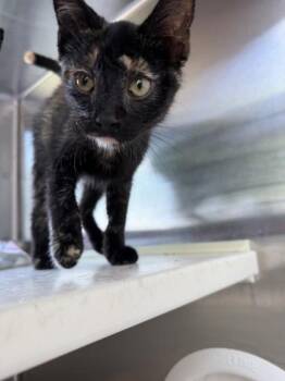 Honey -  Domestic Short Hair Cat for Adoption in Westland, Michigan - Honey | PetCurious