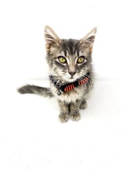 Rescue Domestic Medium Hair Cats for Adoption in Scott, Louisiana - Allie | PetCurious