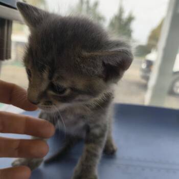 Billy- Kiki -  Domestic Short Hair Cat for Adoption in Moses Lake, Washington - Billy- Kiki | PetCurious