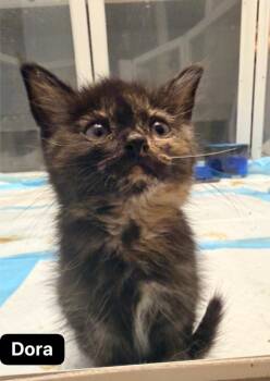 Dora -  Domestic Short Hair Cat for Adoption in Johnson City, Tennessee - Dora | PetCurious