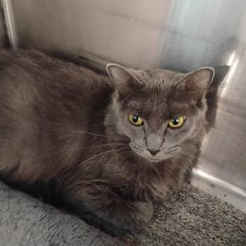 Princess -  Domestic Long Hair Cat for Adoption in Clawson, Michigan - Princess | PetCurious