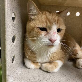 Max -  Domestic Short Hair Cat for Adoption in Reno, Nevada - Max | PetCurious