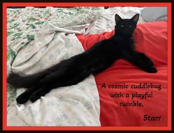 Rescue Domestic Medium Hair and Domestic Short Hair Cats for Adoption in Snow Camp, North Carolina - Starr & Comet - Two Little Galaxies Of Love—ready To Orbit Your  | PetCurious