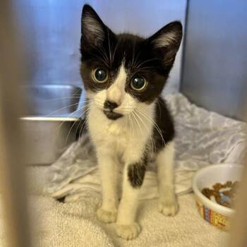 Erling -  Domestic Short Hair Cat for Adoption in Oakland, California - Erling | PetCurious
