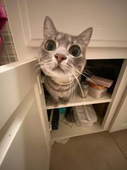 Missy -  Domestic Short Hair Cat Available for Adoption in Mckinney, Texas - Missy | PetCurious
