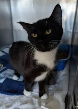 Domestic Medium Hair Cats Available for Adoption in Sacramento, California - Rose | PetCurious