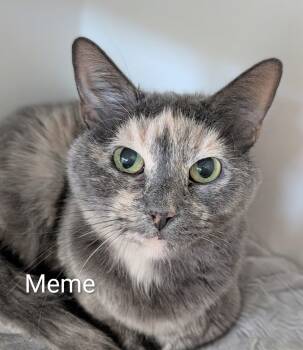 Meme -  Domestic Medium Hair Cat for Adoption in Flint, Michigan - Meme | PetCurious