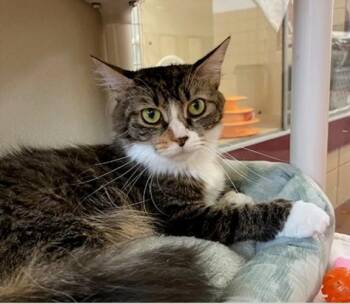 ASPEN -  Domestic Long Hair Cat for Adoption in Springfield, Massachusetts - ASPEN | PetCurious
