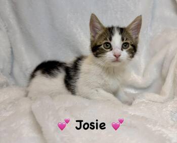Josie -  Domestic Short Hair Cat for Adoption in Copley, Ohio - Josie | PetCurious