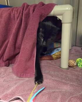 Domestic Short Hair Cats Available for Adoption in Westland, Michigan - Keith | PetCurious