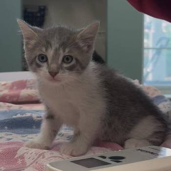 Peeta -  Domestic Short Hair Cat for Adoption in Saint Charles, Missouri - Peeta | PetCurious