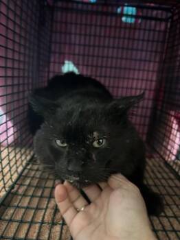 Domestic Short Hair Cats Available for Adoption - MIU MIU | PetCurious