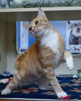 Bananas Foster -  Domestic Short Hair Cat for Adoption in Chamblee, Georgia - Bananas Foster | PetCurious