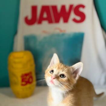 Martin Brody -  Domestic Short Hair Cat for Adoption in Brownsboro, Alabama - Martin Brody | PetCurious