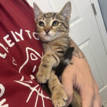 Rainy -  Domestic Short Hair Cat for Adoption in Fresno, California - Rainy | PetCurious