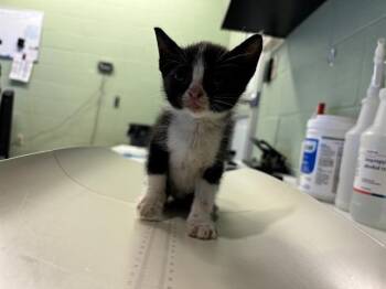 Rescue Domestic Short Hair Cats for Adoption in Grand Prairie, Texas - STEAK | PetCurious