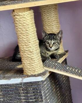 Bailey -  Domestic Short Hair Cat Available for Adoption in Green Valley, Arizona - Bailey | PetCurious