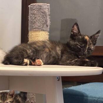 Fry -  Domestic Short Hair Cat for Adoption in Philadelphia, Pennsylvania - Fry | PetCurious