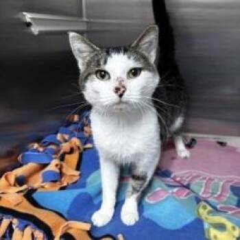 NCI5620 Landon -  Domestic Short Hair Cat for Adoption in Port Washington, New York - NCI5620 Landon | PetCurious