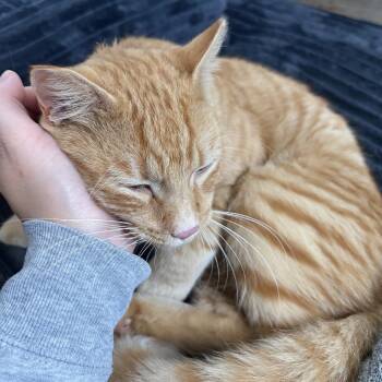 Fanta -  Domestic Short Hair Cat for Adoption in Norwalk, Connecticut - Fanta | PetCurious