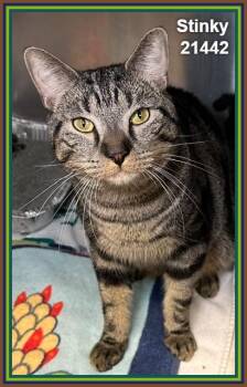 STINKY -  Domestic Short Hair and Tabby Cat for Adoption in Marietta, Georgia - STINKY | PetCurious