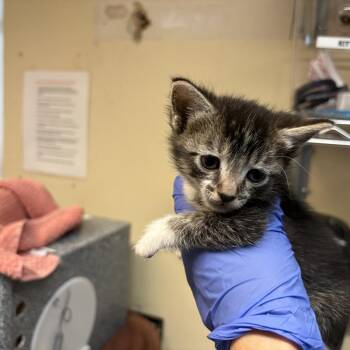 Hawaiian Pizza -  Domestic Short Hair Cat for Adoption in Pasadena, California - Hawaiian Pizza | PetCurious