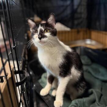 Calliope -  Domestic Short Hair Cat for Adoption in Cortland, Ohio - Calliope | PetCurious