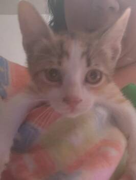 Rescue Domestic Short Hair Cats for Adoption in New York, New York - Wheatie | PetCurious