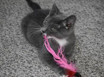 Bert -  Russian Blue and Domestic Short Hair Cat for Adoption in Charlotte, North Carolina - Bert | PetCurious