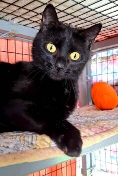 Rescue Domestic Short Hair Cats for Adoption in Littleton, New Hampshire - Addie | PetCurious