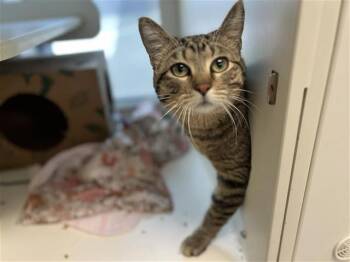 Rescue Domestic Short Hair Cats for Adoption in Brentwood, Missouri - MILO | PetCurious