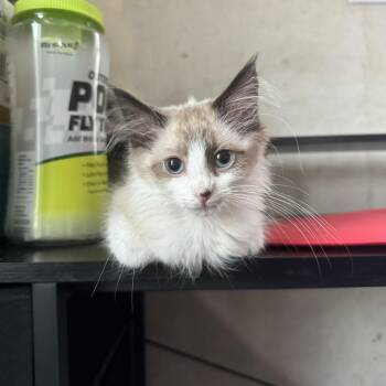 Blanche -  Domestic Short Hair Cat for Adoption - Blanche | PetCurious